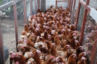 hens1