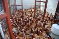 hens10