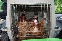 hens11