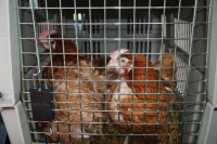 hens12