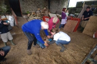 hens13