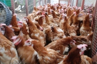 hens2