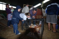 hens20