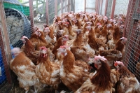 hens3