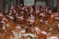 hens4