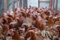 hens5