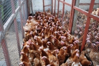 hens6