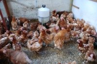 hens7