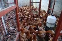 hens8
