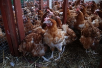 hens9