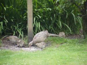 2011_0101ewan0035