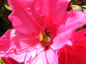 azalea with bee