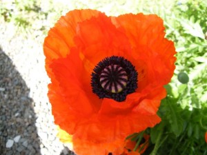 poppy