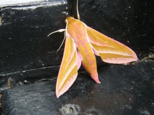 what kind of moth