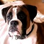 Pet dog shot dead in Glenfinart
