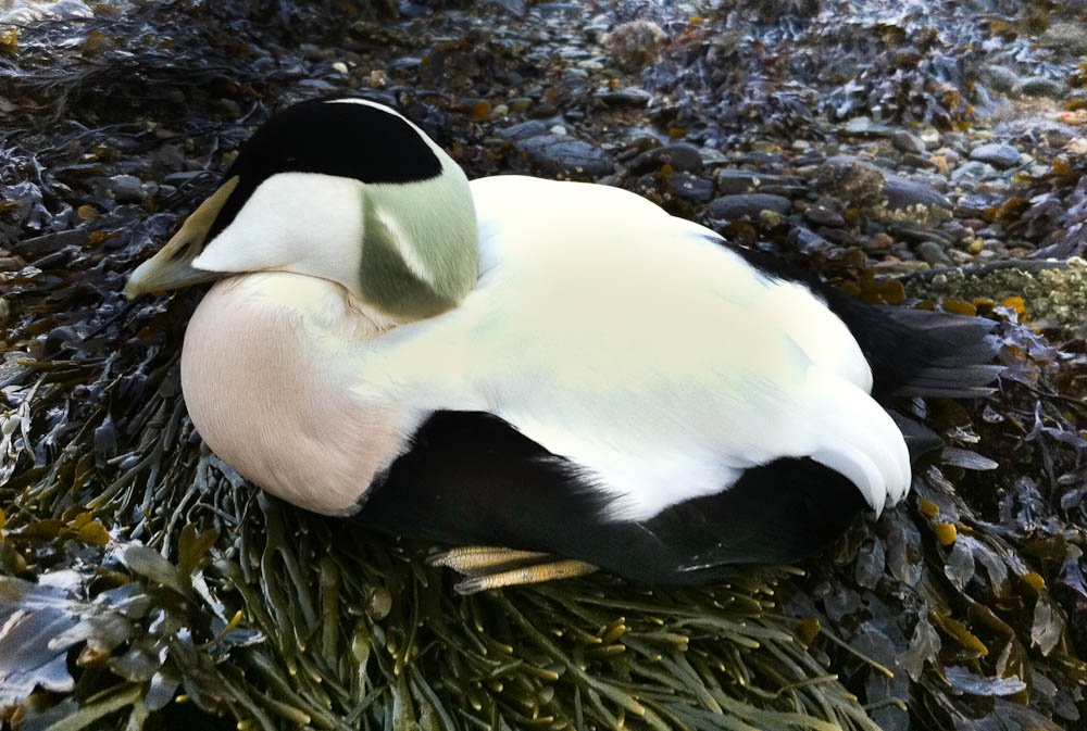 Injured eider duck found on Ardentinny beach
