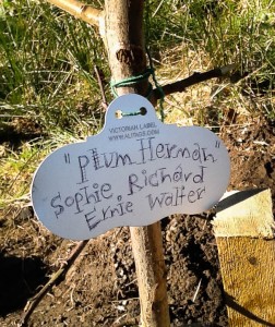 Sophie's Plum Tree