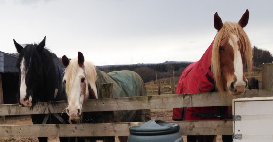 3 of the horses from Dun Daraich Stables, Glenfinart