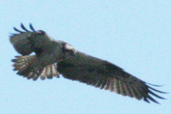 Osprey spotted over Loch Long
